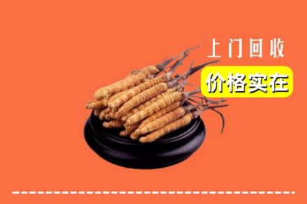 东莞寮步镇回收冬虫夏草